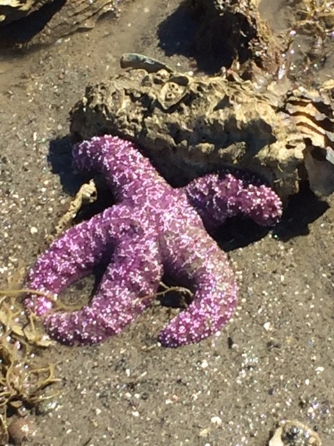 purple starfish in the shore